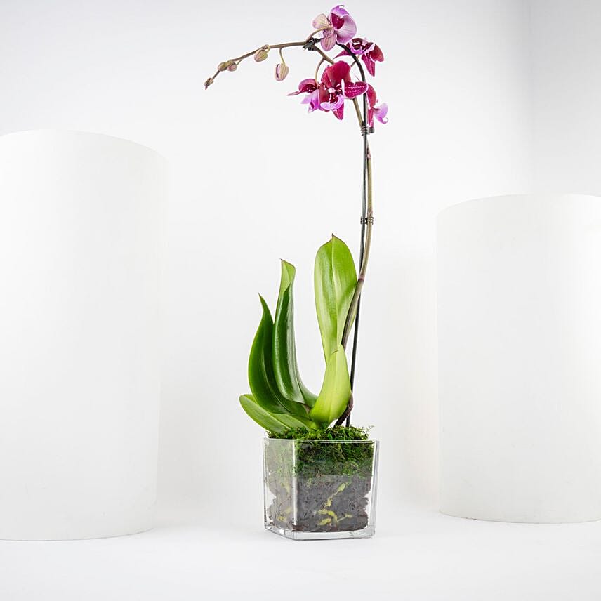 Valentine Spotted Orchid Single Stem Vase: توصيل هدايا الرياض