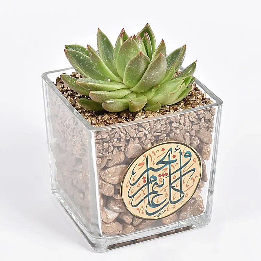 Ramadan Kareem Elegants Echevaria Plant: 