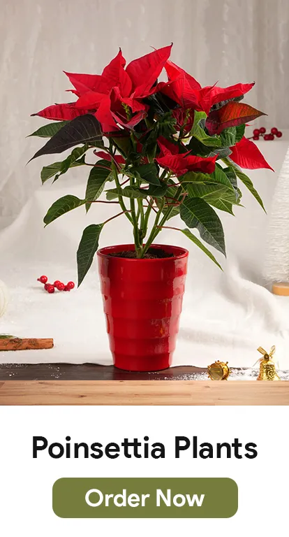 Poinsettia Plants