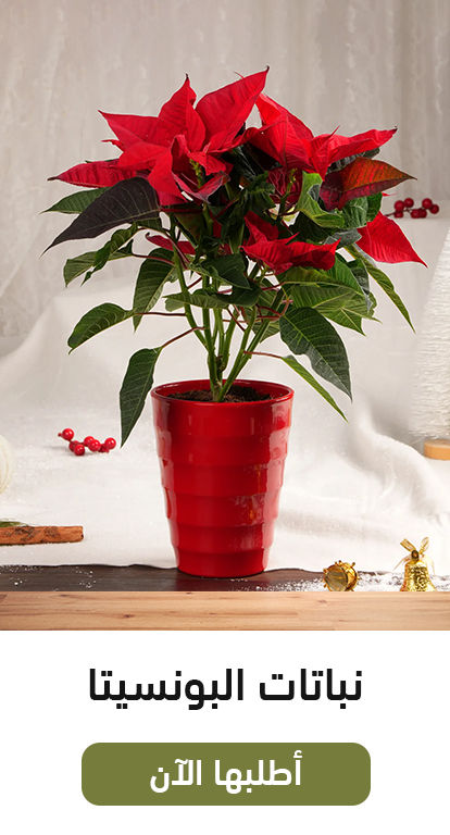 Poinsettia Plants