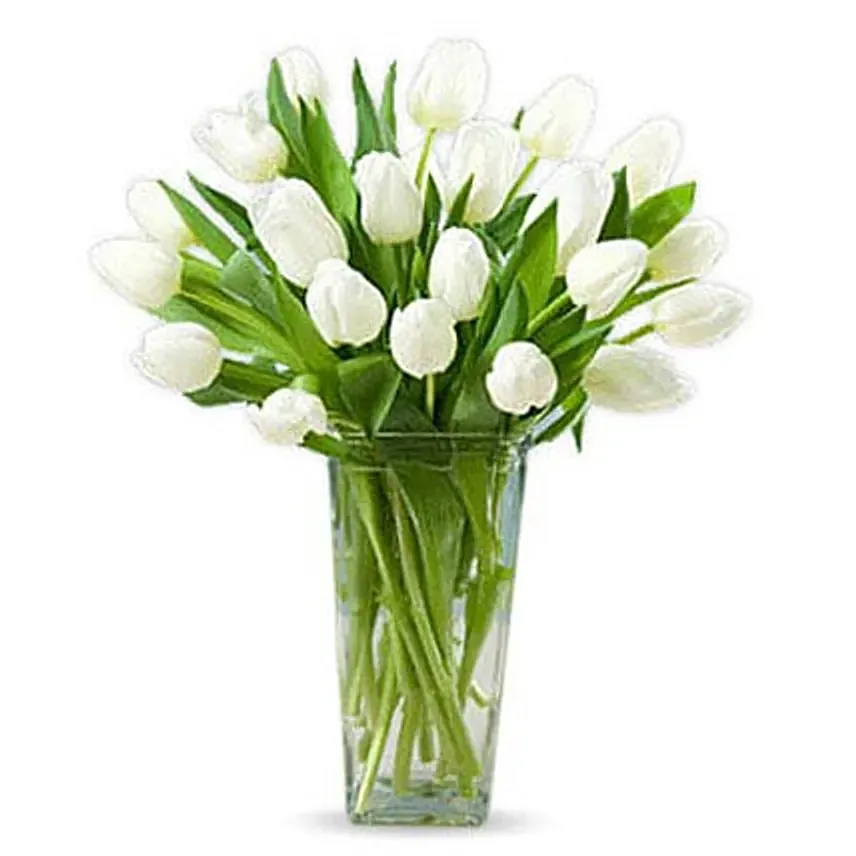 20 White Tulips