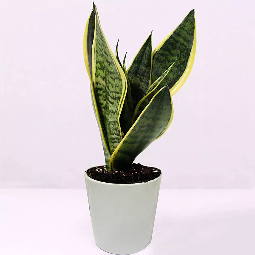 Sansevieria Plant In Ceramic Pot