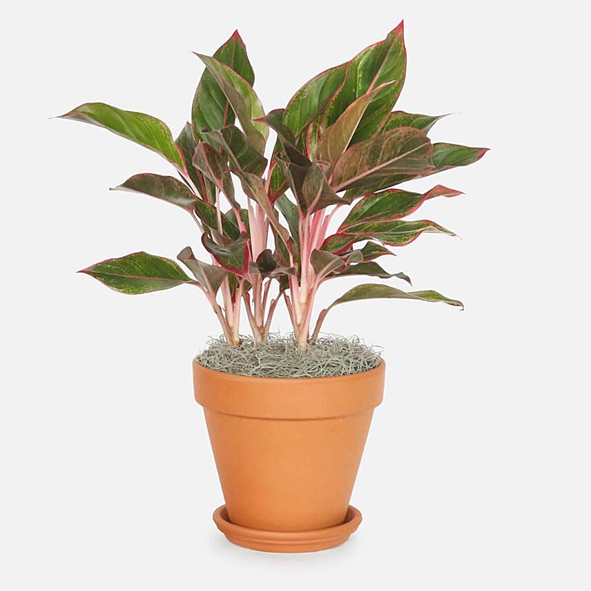 Aglaonema Siam Plant In Beautiful Pot