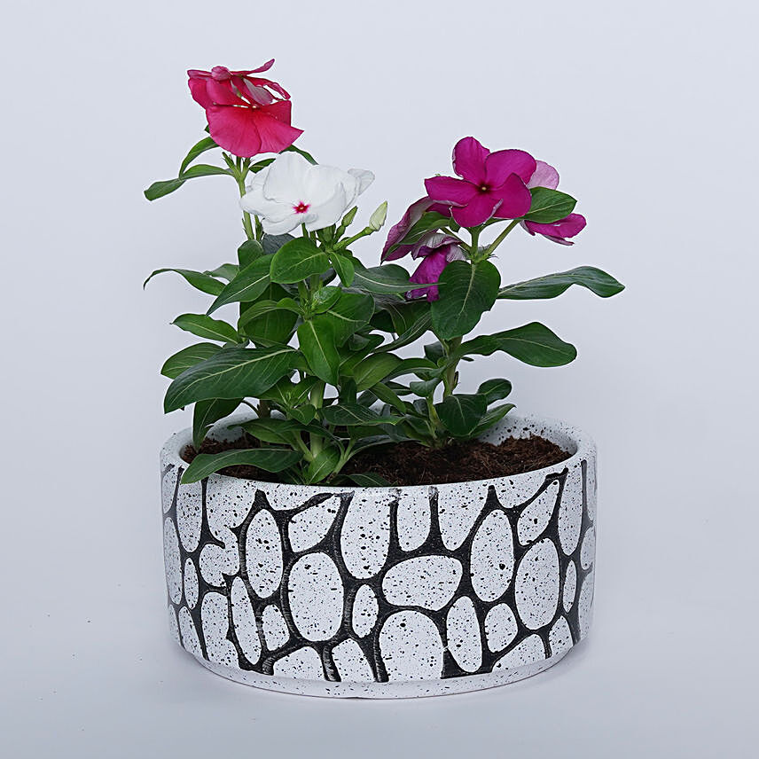 Vinca Plant in Ceramic Pot