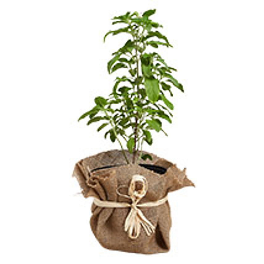 Tulsi Plant