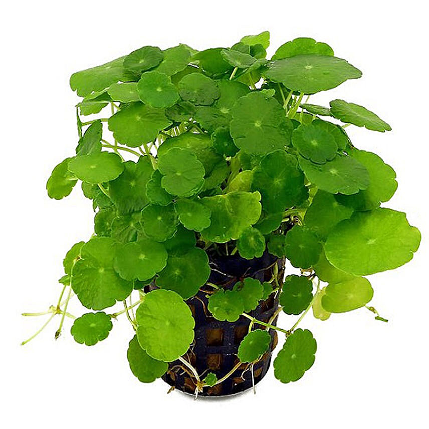 Brahmi Plant Pot