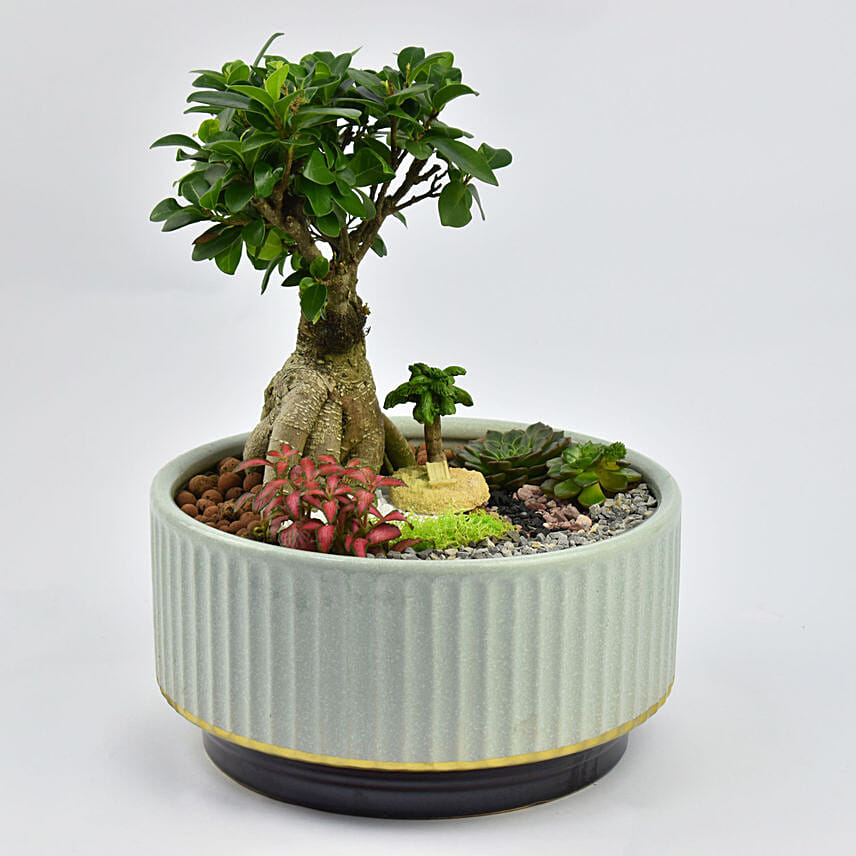 Beautiful Bonsai Dish Garden