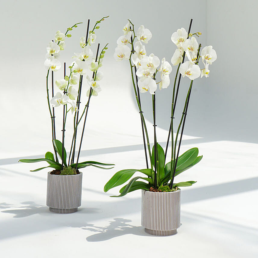 8 Stems White Holland Orchid in Groove Planter