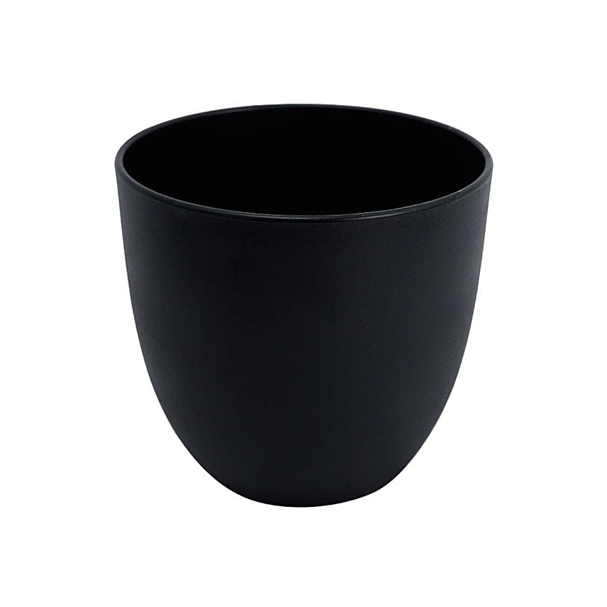 Online Dracaena Plant In Black Pot Gift Delivery in UAE - FNP