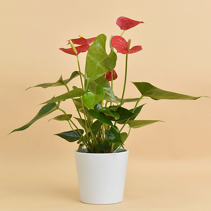 Online Red Anthurium In White Pot Gift Delivery in UAE - FNP