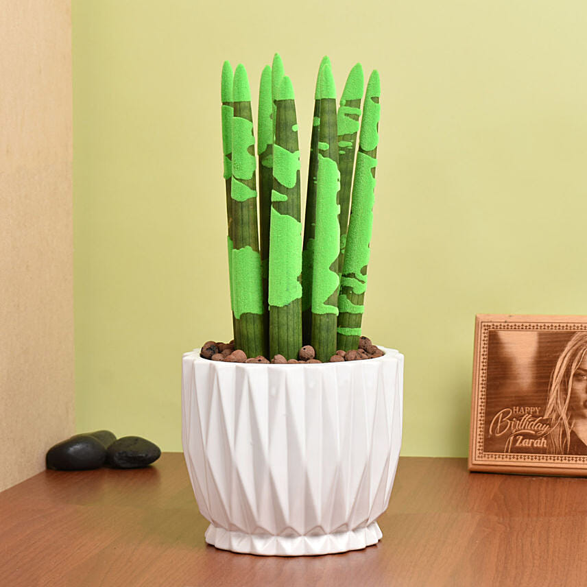 Sansevieria Cylindrica Plant Green