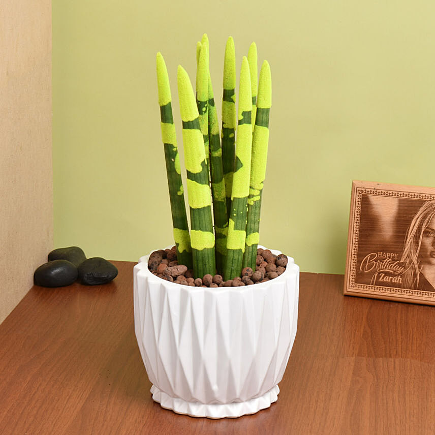 Sansevieria Cylindrica Yellow Plant