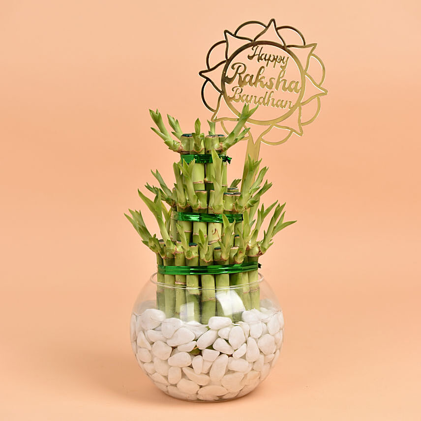 Rakhi Wishes Lucky Bamboo Plant