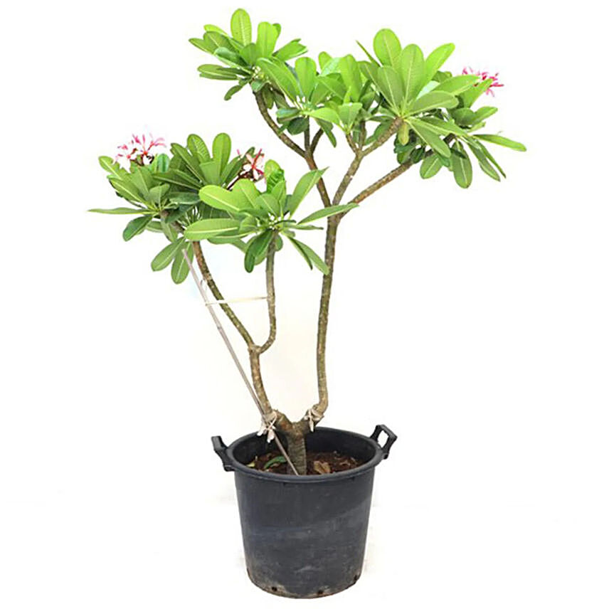 Online Plumeria Potted Plant Gift Delivery in UAE - FNP