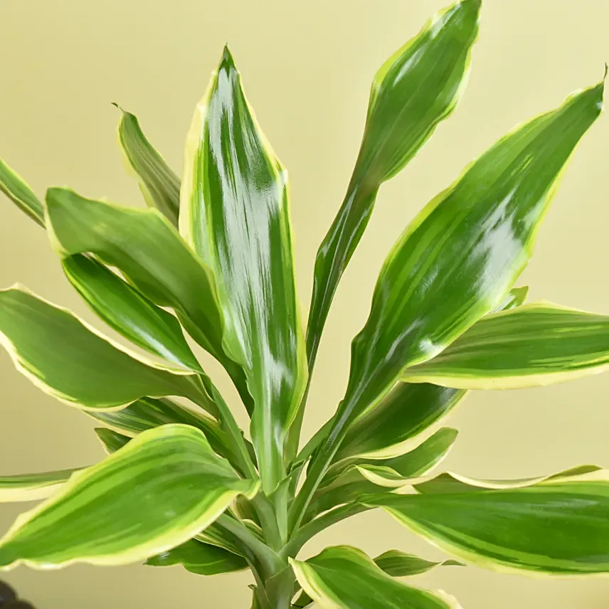 Online Dracaena Plant Small Gift Delivery in UAE - FNP