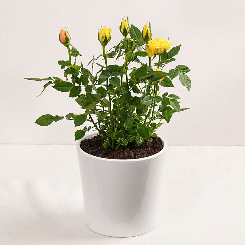 Yellow Rose Plant in White Pot