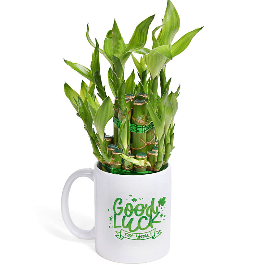 Good Luck Bamboo In Mug