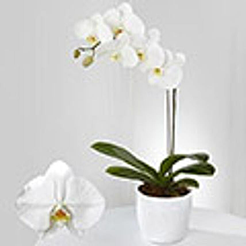 Phalaenopsis orchid