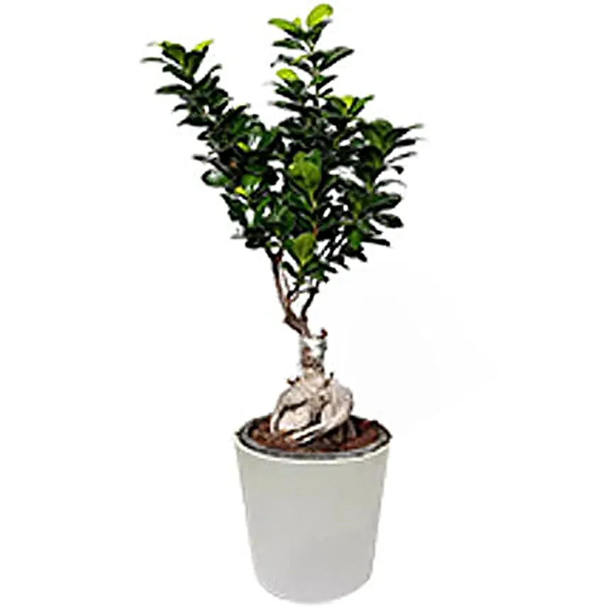 Bonsai Plant Medium