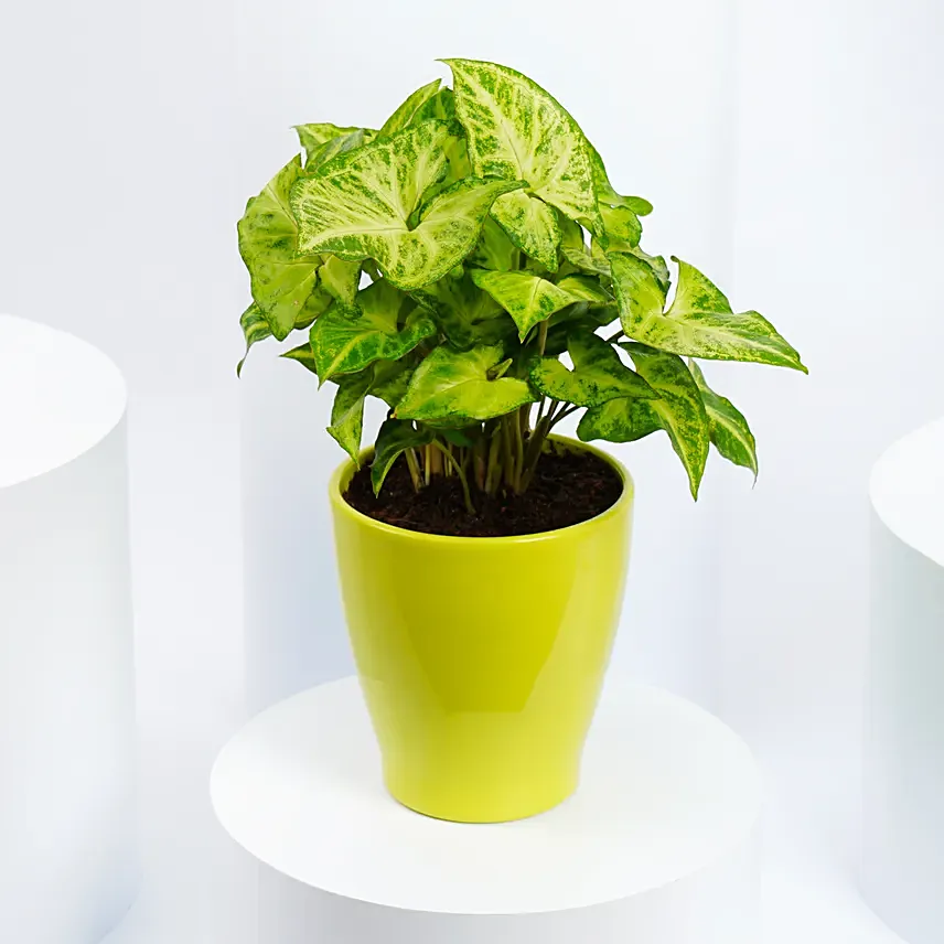 Dieffenbachia Plant In Ceramic Home Pot