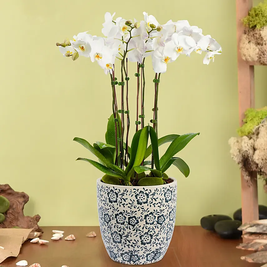 4 Stem Phalaneopsis or Orchid Plant in Premium Pot