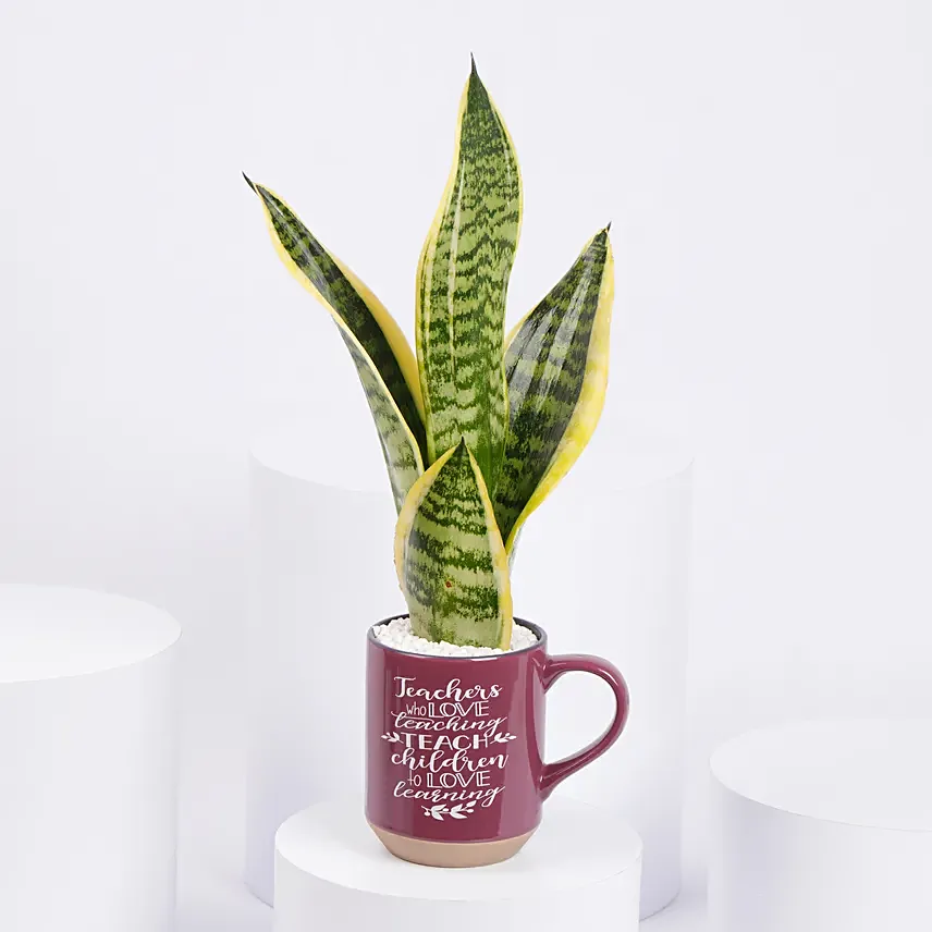 Worlds Best Teacher Snake Plant