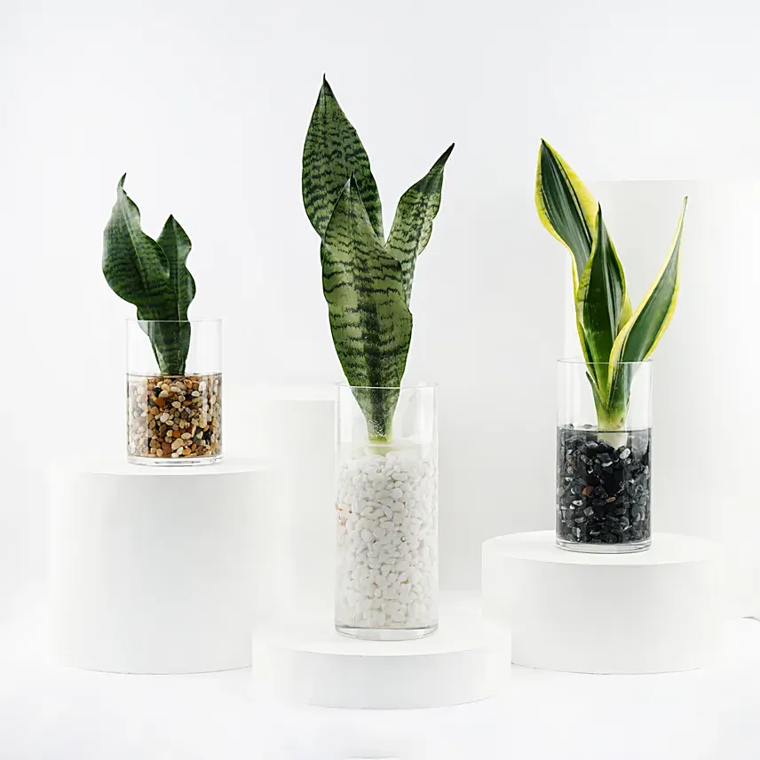 Trio of Snake Plant Air Purifying