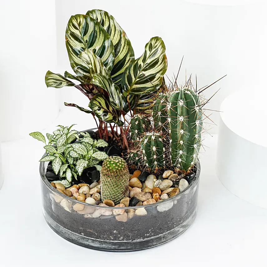 Evergreen Plants Dish Garden