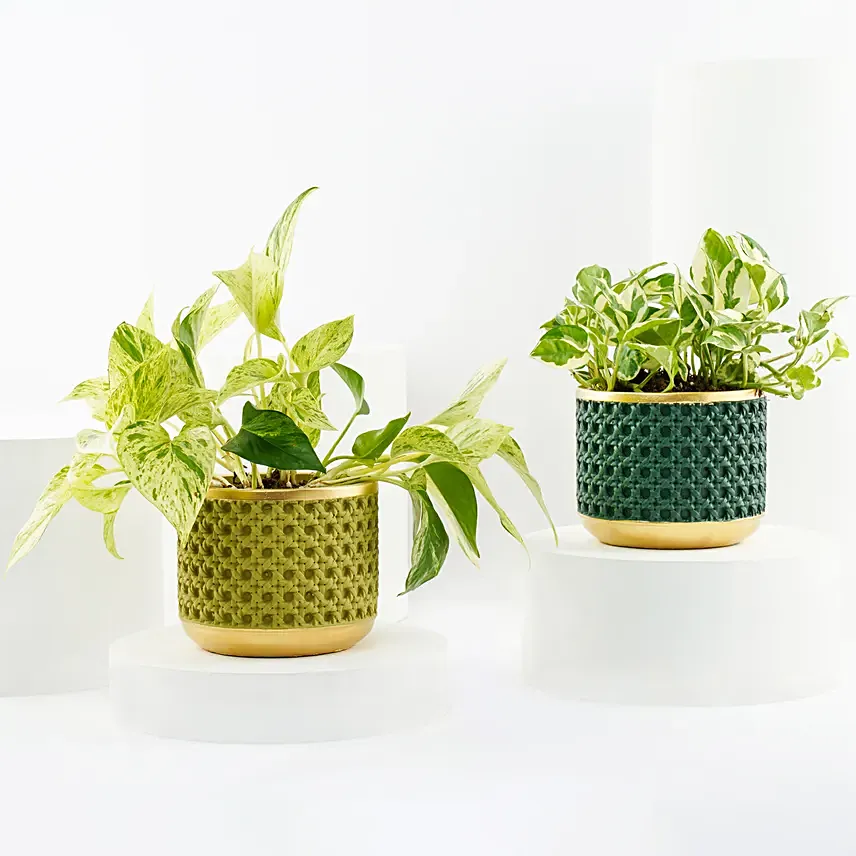 Golden and Joy Money Plant Plant Set