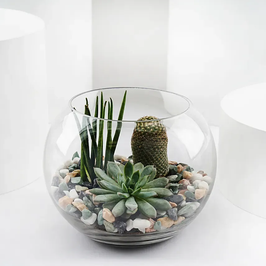 Mini Forest in Glass Bowl