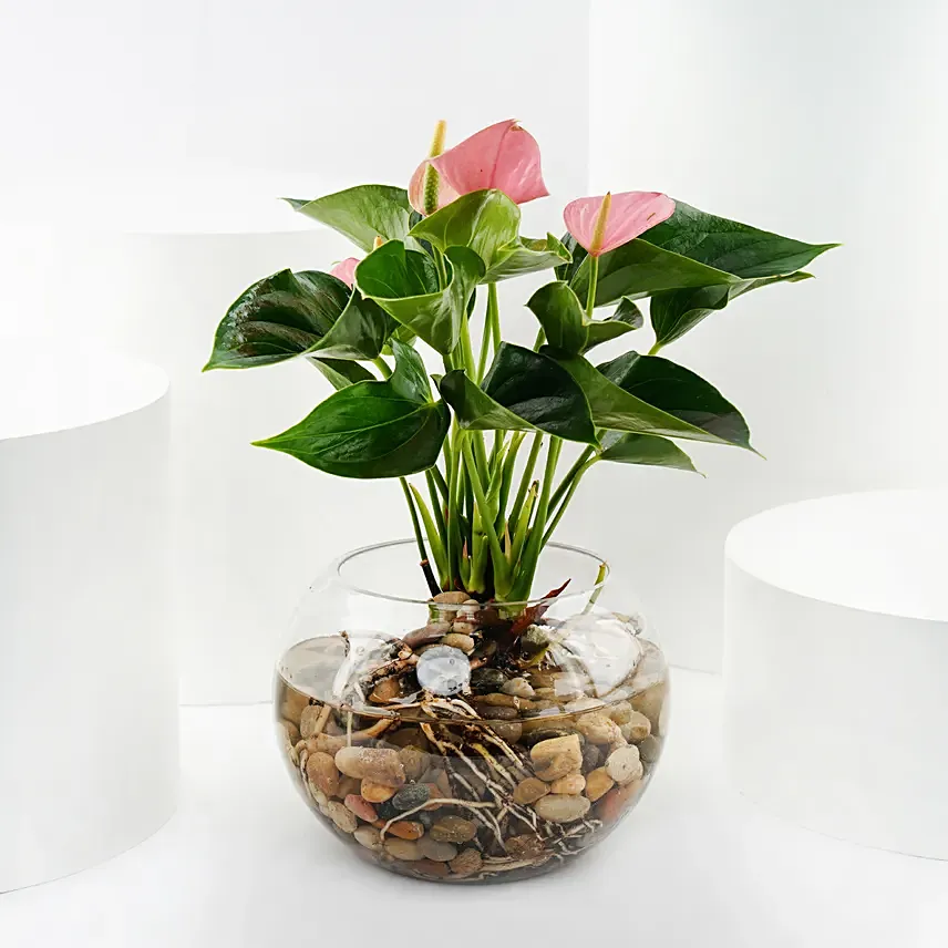 Pink Anthurium in Glass Bowl