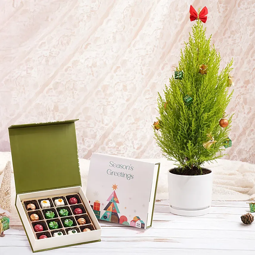 Cupresses Christmas Plant With Chocolate