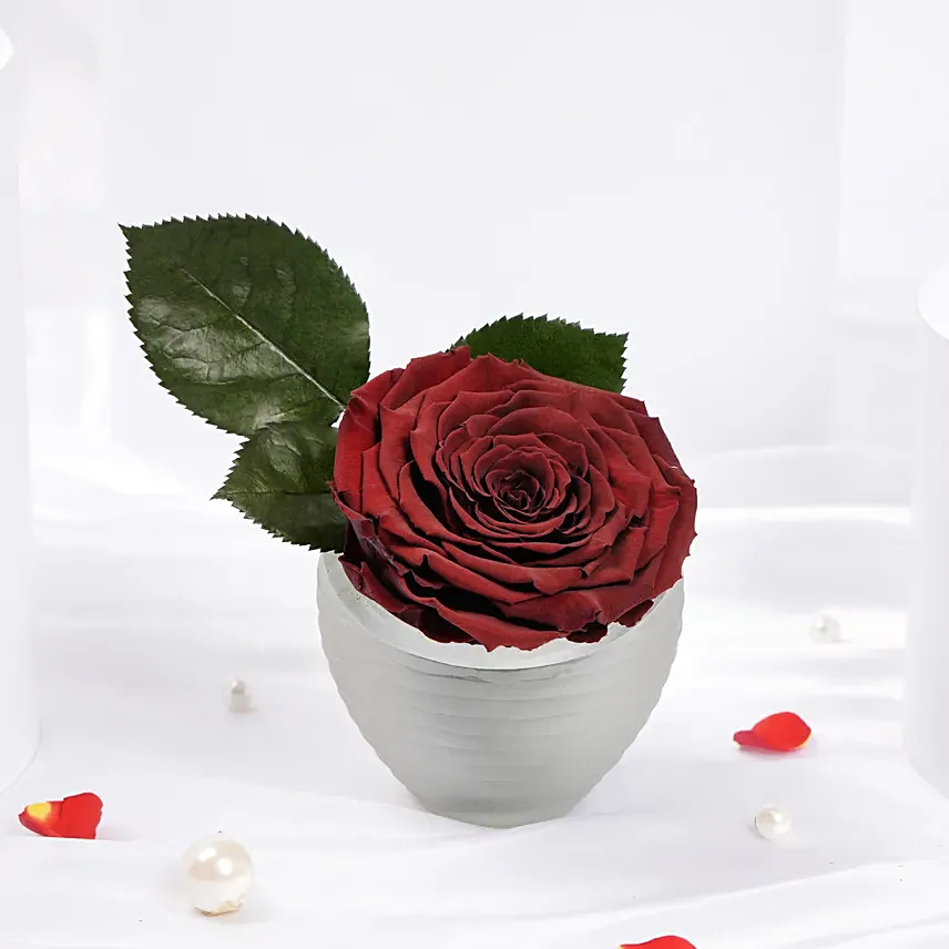 Large Dark Red Preserved Rose in Premium Base