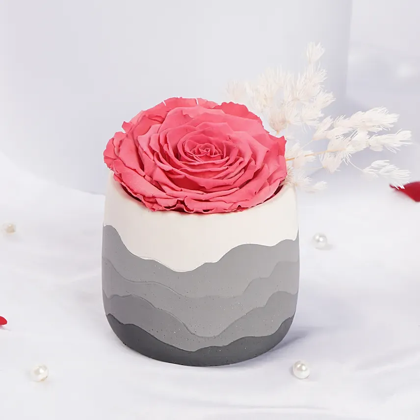 Large Fussia Preserved Rose with Premium Vase