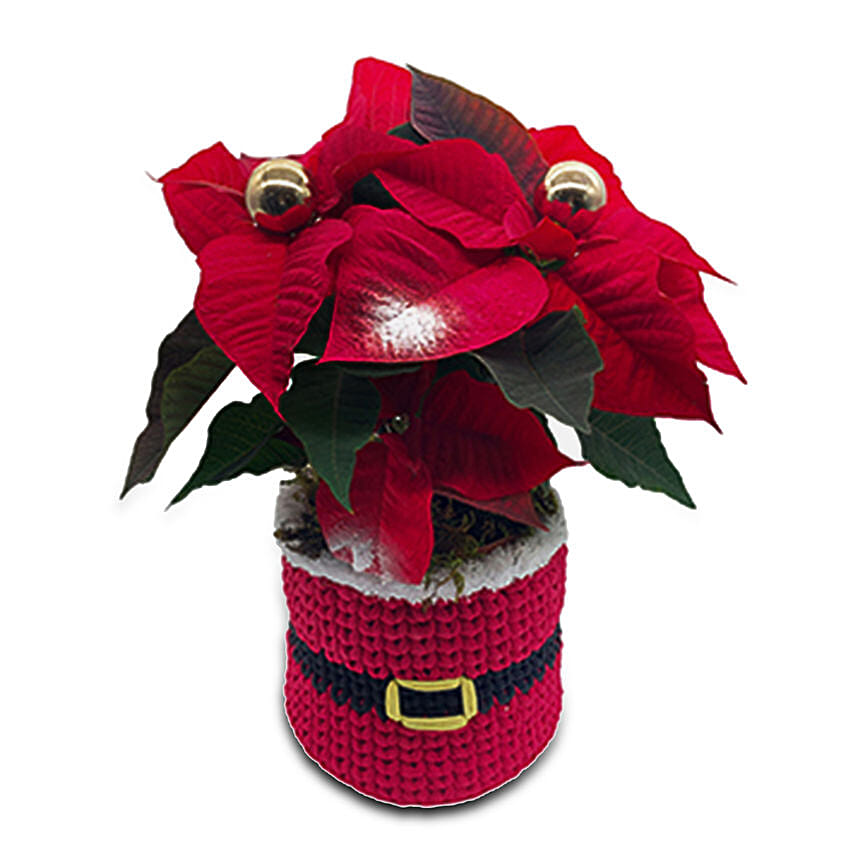 Poinsettia In A Special Pot