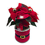 Poinsettia In A Special Pot