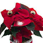 Poinsettia In A Special Pot