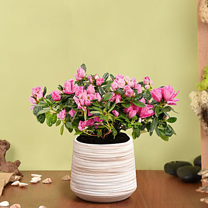 Potted flowers online delivered