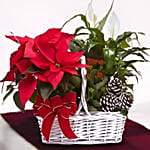 Peace Lily And Poinsettia Plant