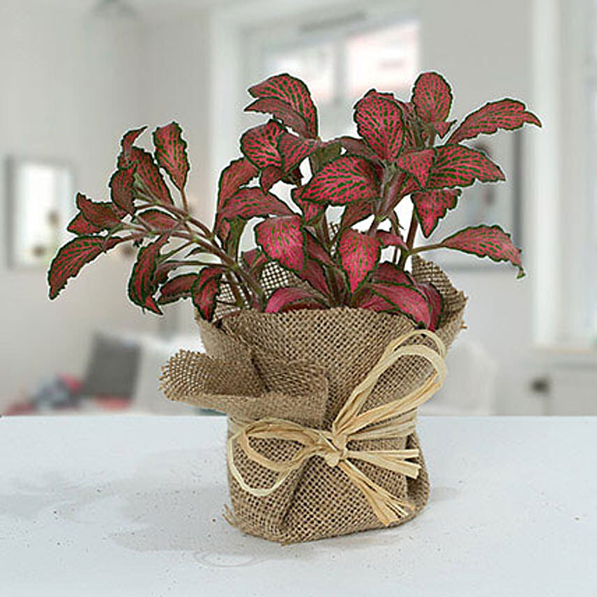 Lovely Fittonia Plant N Jute Wrapped Potted Plant