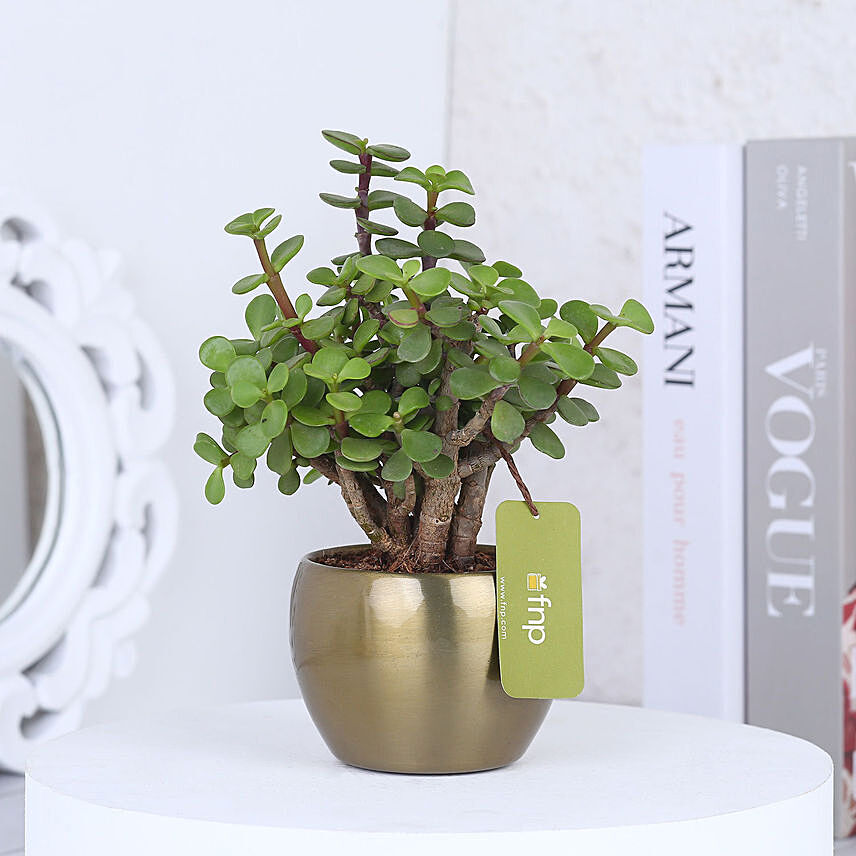 Jade Plant In Gold Tone Metal Pot