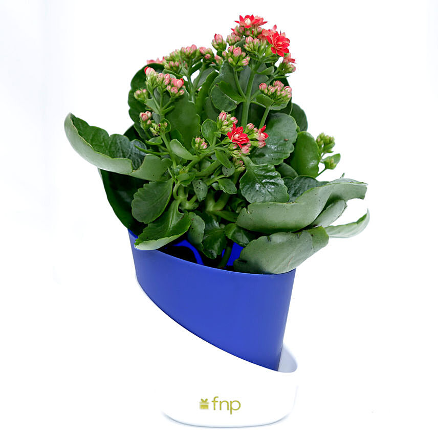 Kalanchoe Plant with Pot