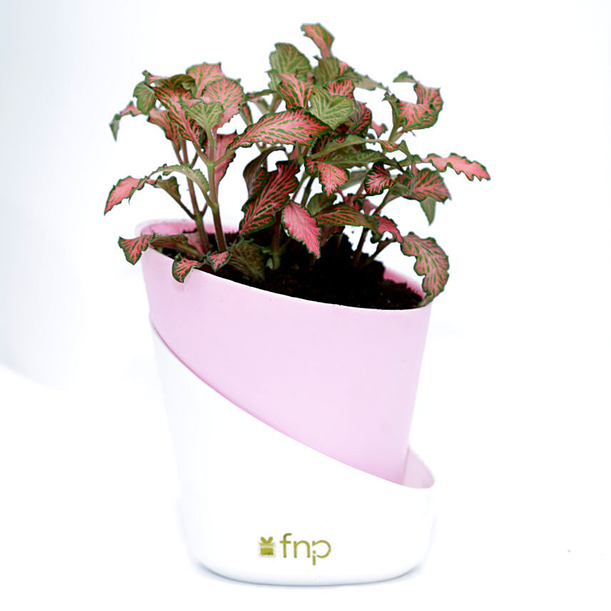 Red Fittonia Plant