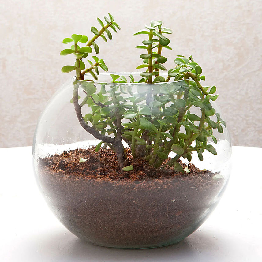 Jade Plant Terrarium In Glass Vase