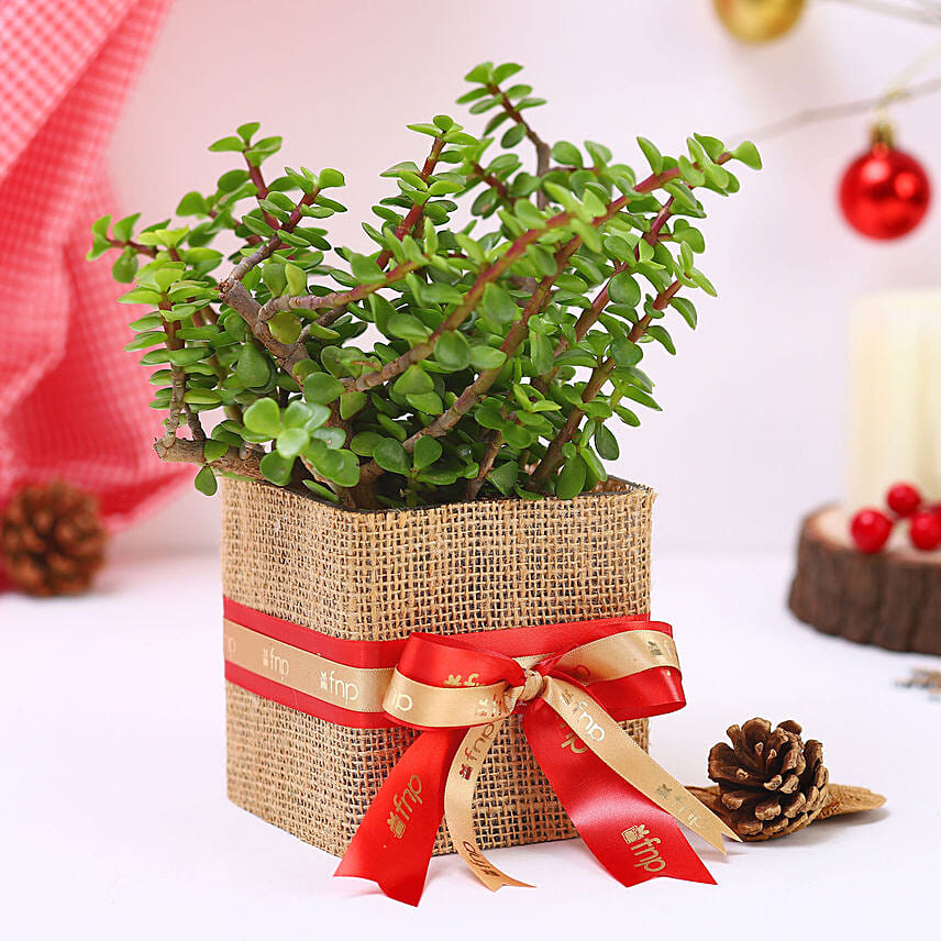 Jade Plant Christmas Vase