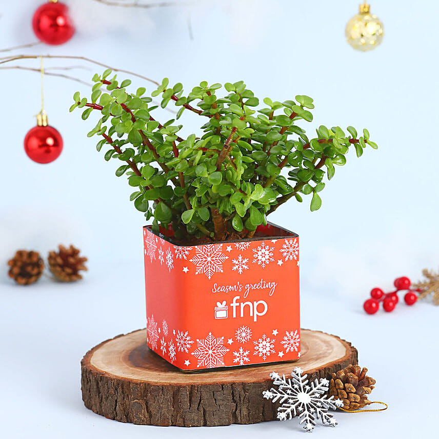 Jade Plant Seasons Greeting Vase