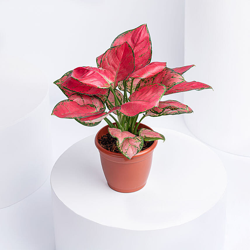 Red Aglaonema Plant