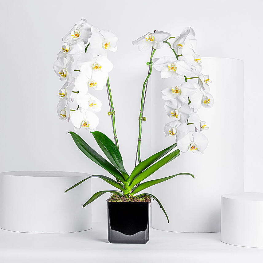 White Orchid Plant with Pot