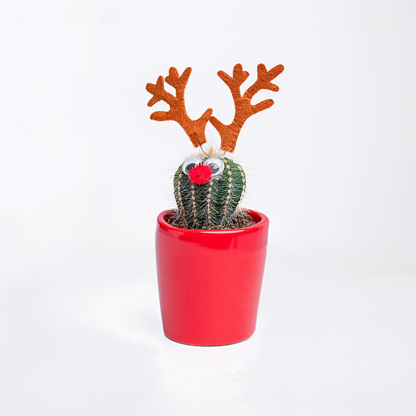 Xmas cactus Plant In Red Pot