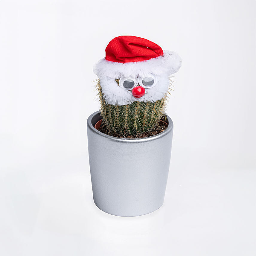 Xmas cactus Plant In Silver Pot